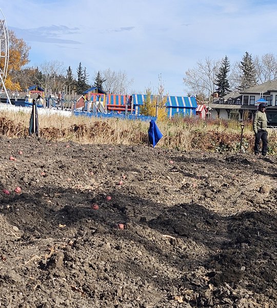 Fort Edm Potatoes
