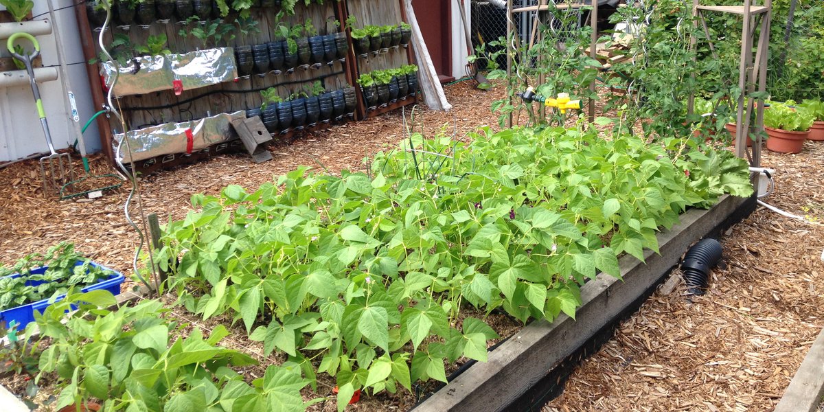 Plant, Grow, Share a Row Edmonton's Food Bank