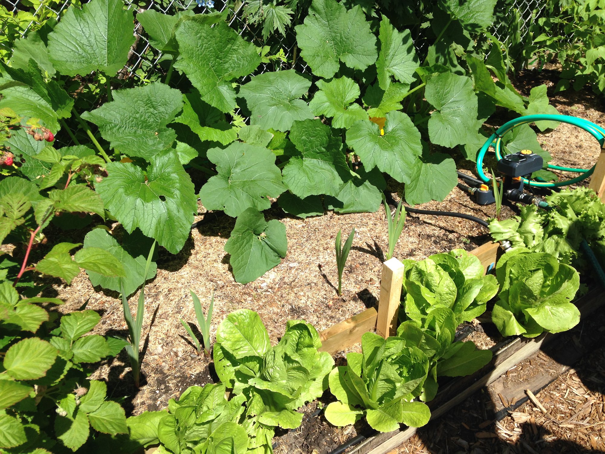 Gardening for Good Edmonton's Food Bank