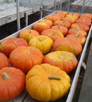 PumpkinsC.jpg