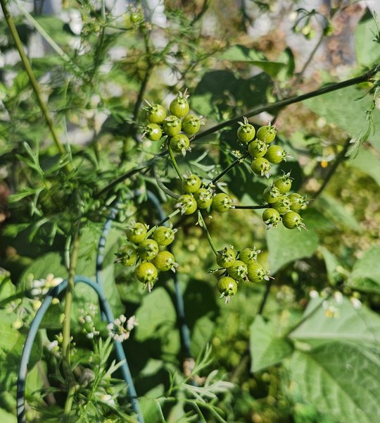 garden2.jpg