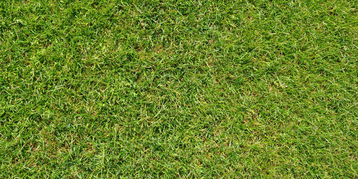 grass-g63030c5b5_1920.jpg