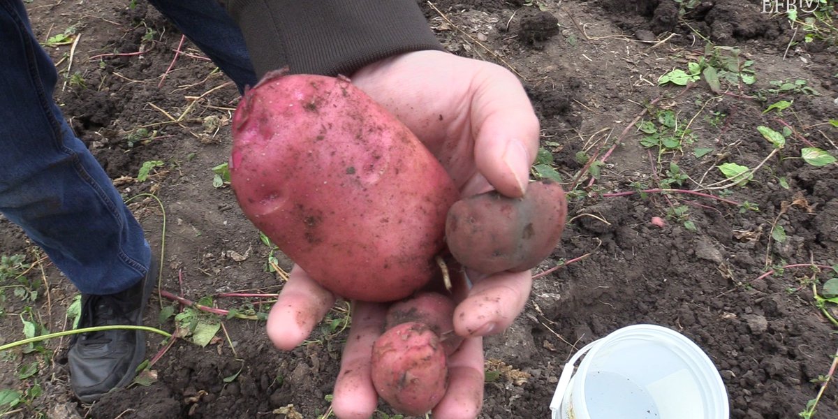 online-still-potatoharvest.jpg