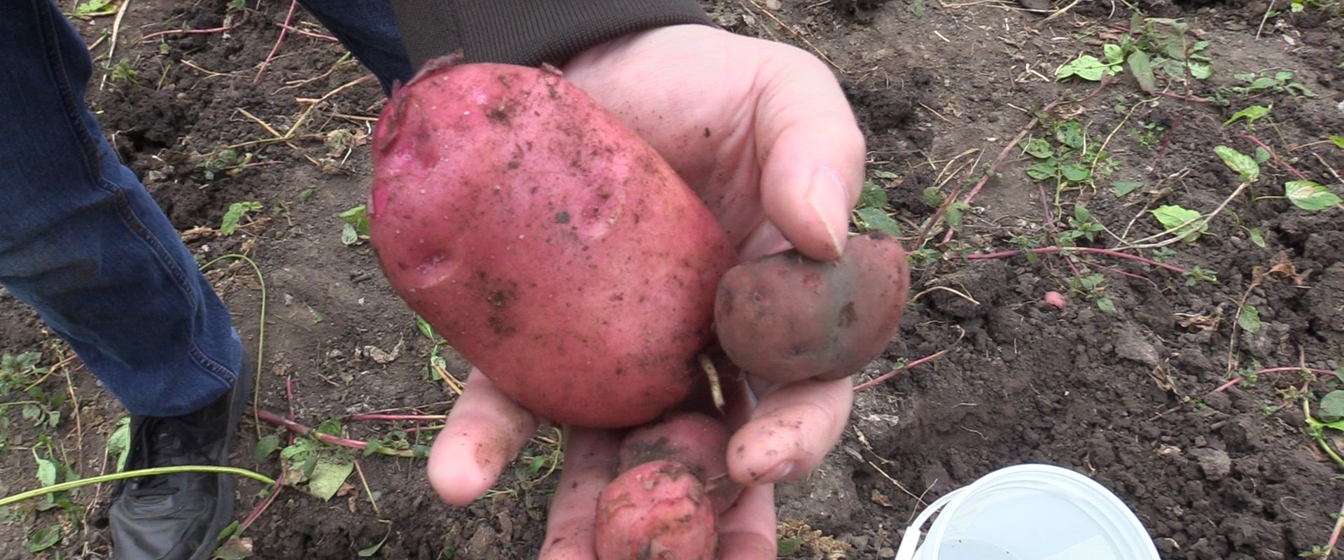 Potato Harvest at Fort Edmonton Park Edmonton's Food Bank