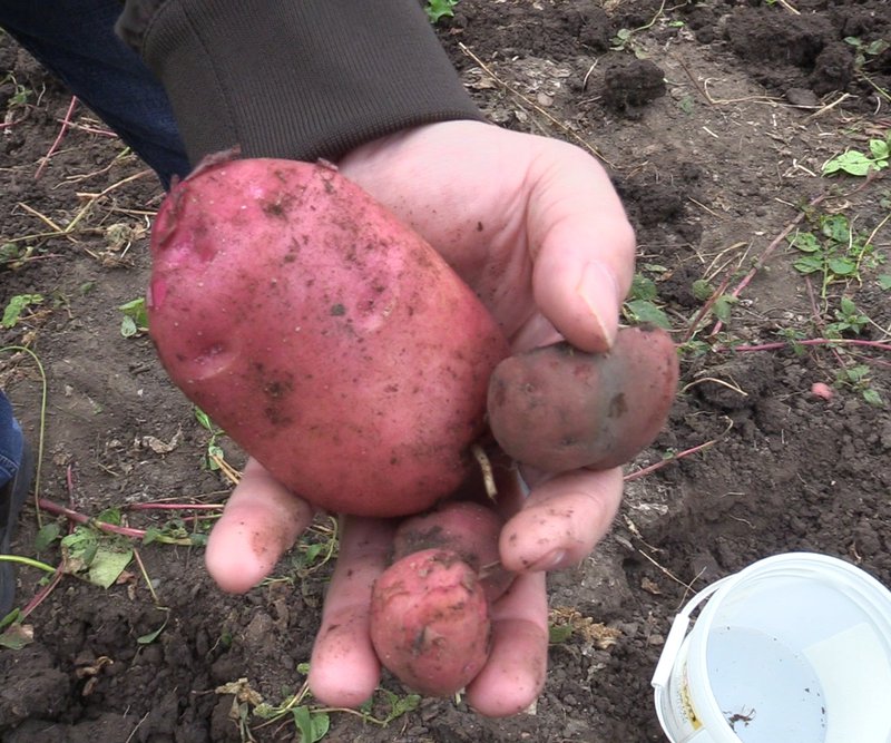 Home Edmonton's Food Bank
